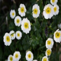 Alpen-Hahnenfuss-Ranunculus-Alpestris