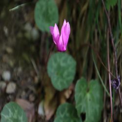 Alpenveilchen-Cyclamen-purpurascens