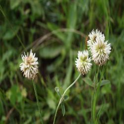 Berg-Klee-Trifolium-montanum