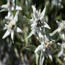 Edelweiss-Leontopodium-alpinum