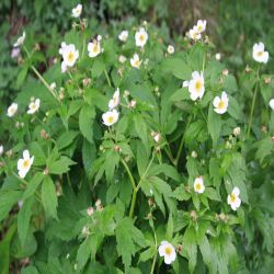 Eisenhutblttriger-Hahnenfuss-Ranunculus-aconitifolius2