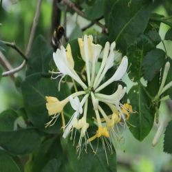 Geiblattgewachse-Caprifoliaceae-Lonicera-periclymenum