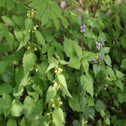 Goldnessel-Lamium-galeobdolon-en-Schwarznessl-Balloto-nigra