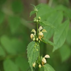 Goldnessel-Lamium-galeobdolon