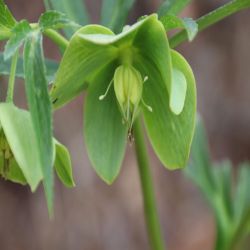 Grune-Nieswurz-Helleborus-viridis