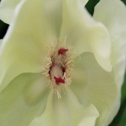 Ranunculaceae-Paeonia-mlokosewitschii
