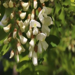 Robinie-Falsche-Akazie-Robinia-pseudoacacia