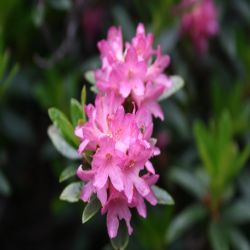 Rostblattrige-Alpenrose-Rhododendron-ferrugineum