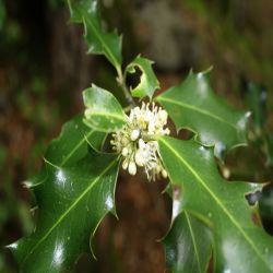 Stechpalme-Ilex-aquifolium