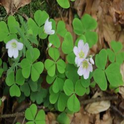 Wald-Sauerklee-Oxalis-acetosella