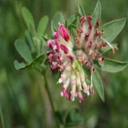 Wiesenklee-Trifolium-pratense