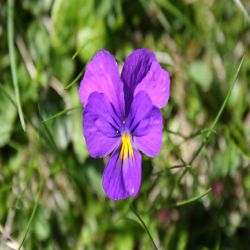 Wildes-Stiefmutterchen-Viola-tricolor
