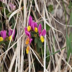 Zwergbuchs-Polygala-chamaebuxus-grandiflora-gaudin