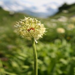 Allermannsharnisch-Allium-Victorialis