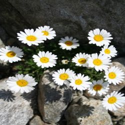Alpen-Margerite-Chrysanthemum-alpinum