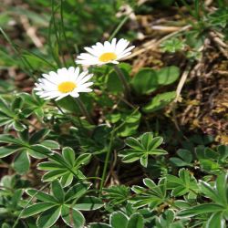 Alpen-Margerite-Chrysanthemum-alpinum2