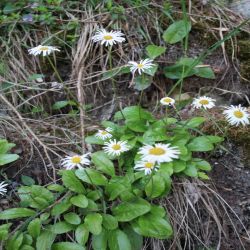 Alpen-Wucherblume-Leucanthemopsis-alpina