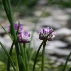 Berg-Lauch-Allium-lusitanicum