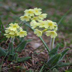 Fruhlings-Schlusselblume-Primula-veris