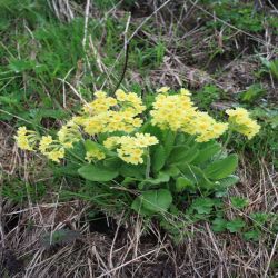 Gewohnliche-Schlusselblume-Wald-Primel-Primula-elatior