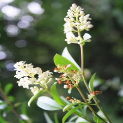 Gewohnlicher-Liguster-Oleaceae