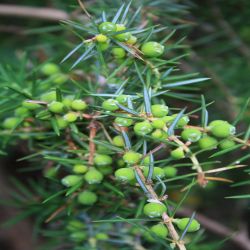 Gewohnlicher-Wacholder-Juniperus-communis