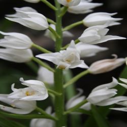Langblattriges-Waldvogelein-Cephalanthera-Longifolia-Fritsch3