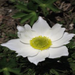 Narzissenblutiges-Windroschen-Anemone-Narcissiflora