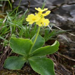 Schlusseblume-Primula-elatior