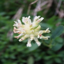 Schweden-Klee-Tifolium-hybridum
