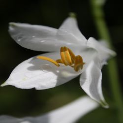 Trichterlilie-Paradieslilie-Paradisia-liliastrum2