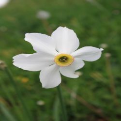 Weisse-Narzisse-Narcissus-poeticus