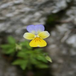 Wildes-Stiefmutterchen-Viola-tricolor