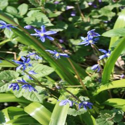 Zweiblattrige-Blaustern-Scilla-bifolia